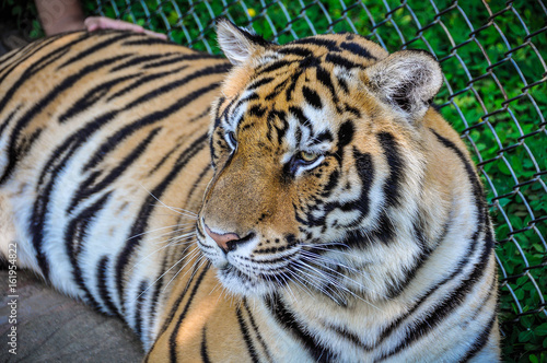 Tiger portrait in Tiger Kingdom, Thailand