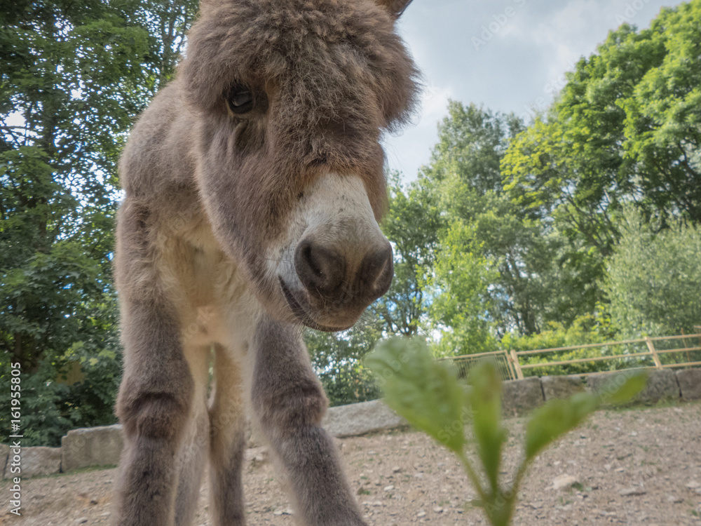 Obraz premium cute donkey