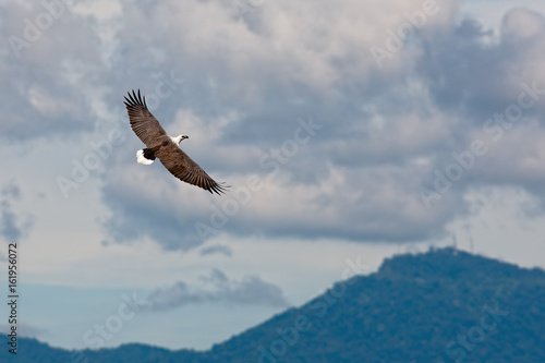 Eagle Over Mountain