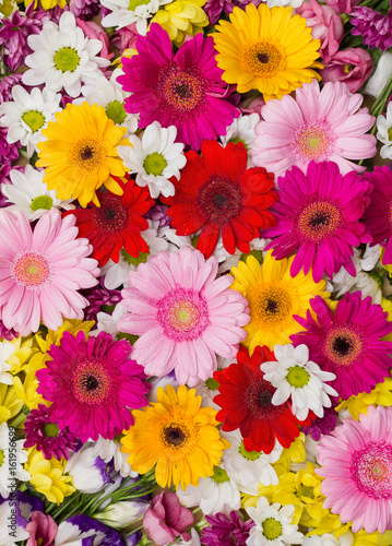 Flower background with white  yellow and pink flowers