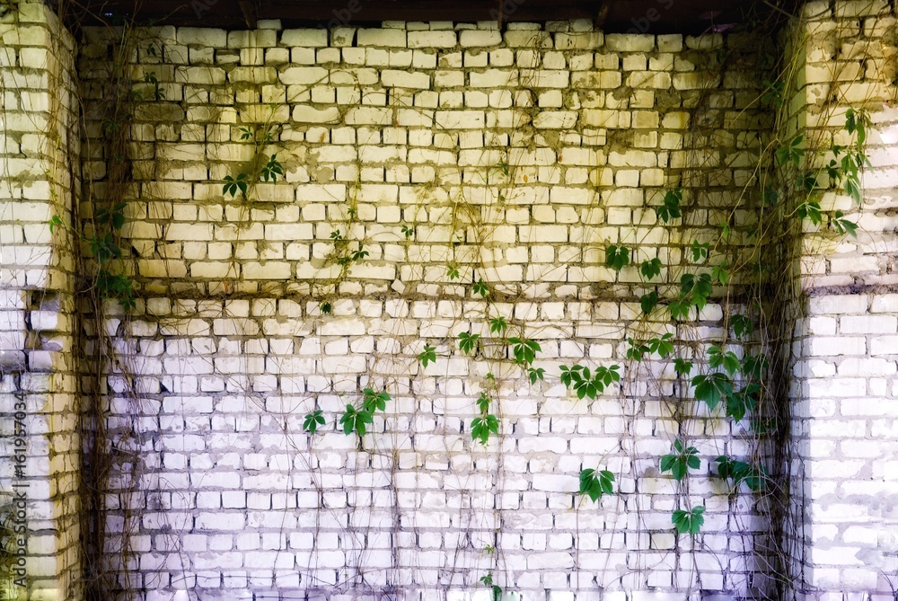 Brick wall with overgrown ivy
