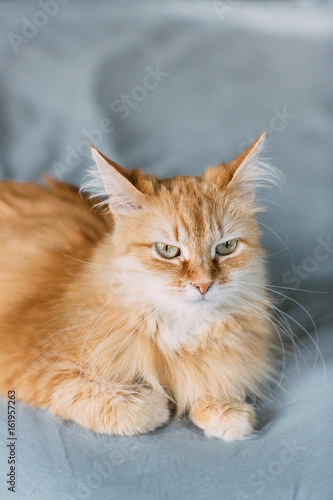 ginger cat portrait at home