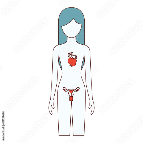color sections silhouette female person with circulatory and reproductive system of human body vector illustration
