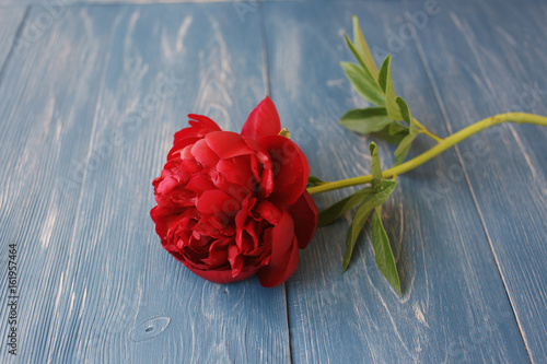 Dark red peonies on an old wooden background