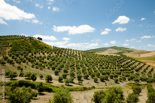 Olive Groves - Malaga - Spain