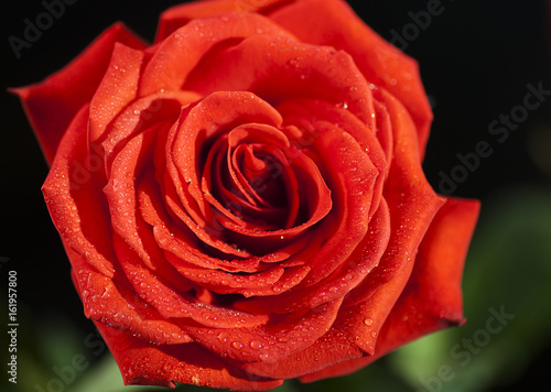 Flower of a red rose on a dark background