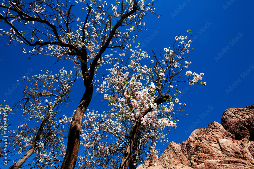 Blooming Almond