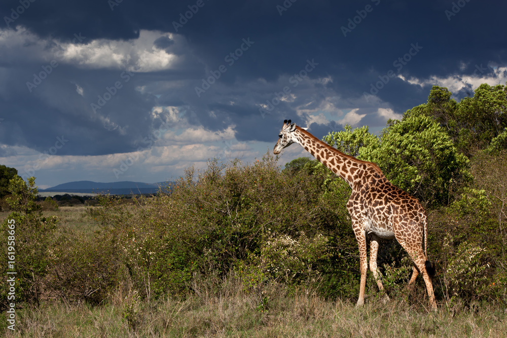 Obraz premium Giraffe