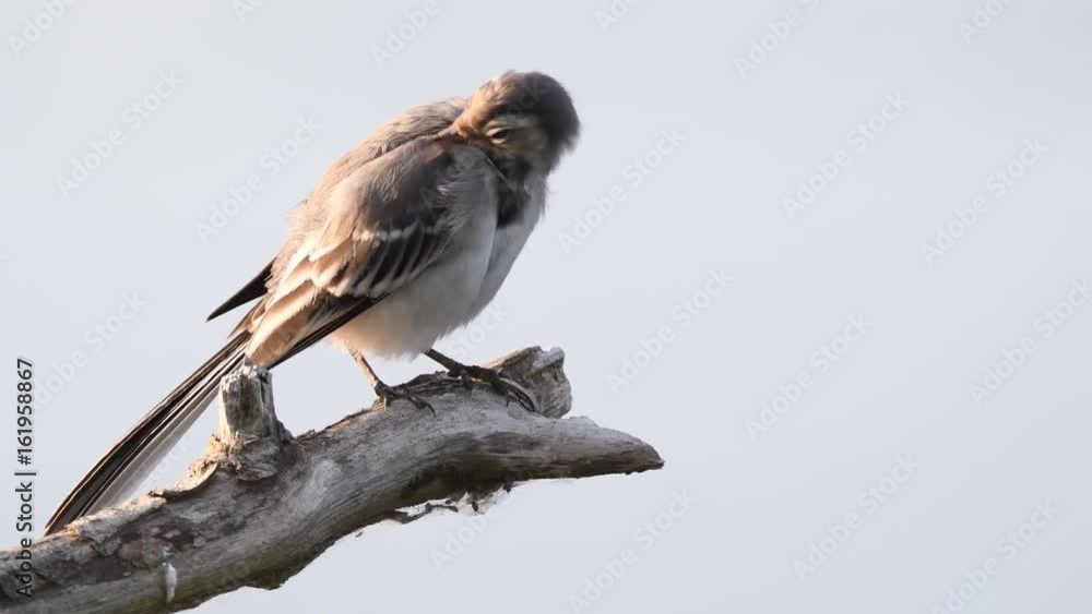White wagtail juvenile bird (Motacilla alba) sitting on a branch and polishing its feathers. White wagtail juvenile bird (Motacilla alba) sitting on a branch and polishing its feathers.