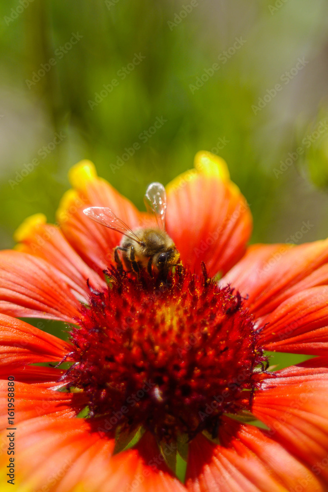 Bee Bee