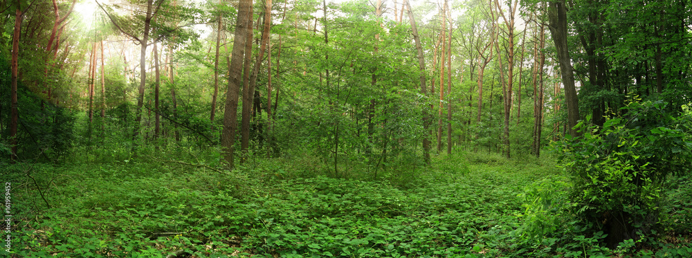 Fototapeta premium green forest