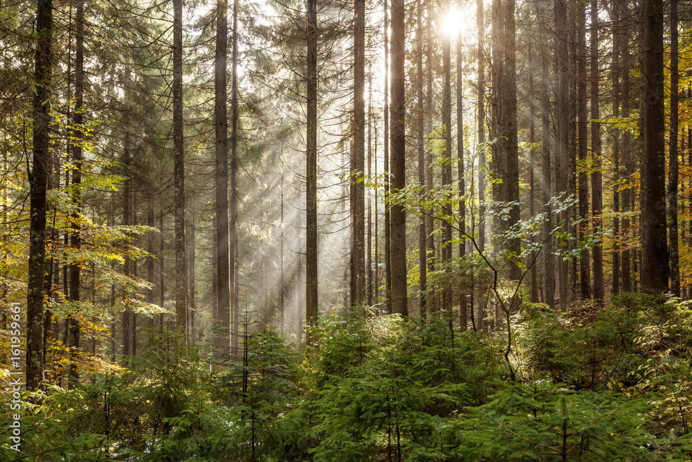 Fototapeta premium Sunlight breaks through the old branches of autumn forest