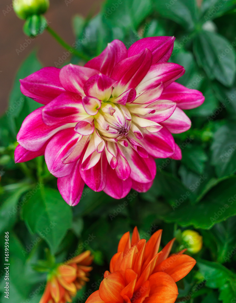 Beautiful summer dahlias in the home garden. Beautiful summer dahlias in the home garden.