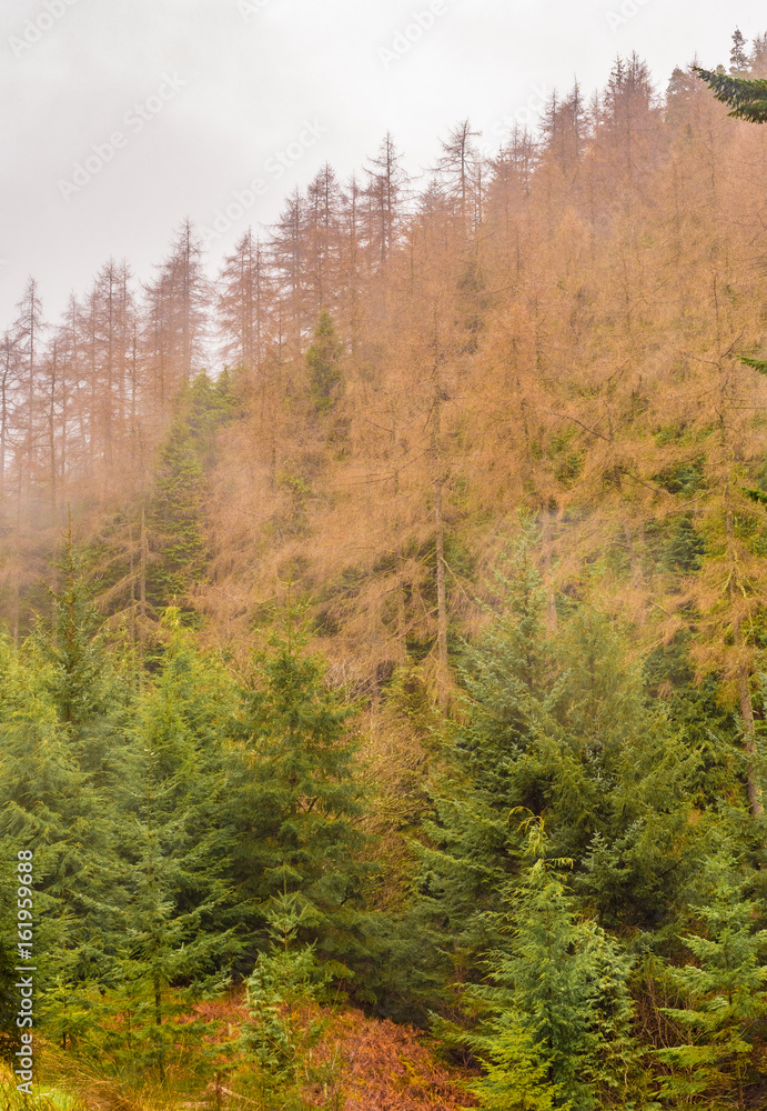 Winlatter Forrest on a wet spring afternoon, Winlatter, Cumbria, UK Winlatter Forrest on a wet spring afternoon, Winlatter, Cumbria, UK