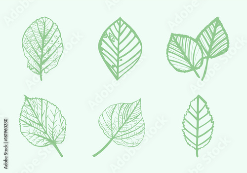 Vector icon of various leaves against green background © vectorfusionart