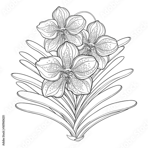 Vector bouquet with outline Vanda orchid flower and leaf isolated on white background. Epiphyte tropical flower. Exotic Vanda in contour style for summer design and coloring book.