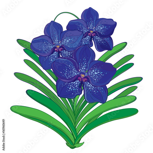 Fototapeta Naklejka Na Ścianę i Meble -  Vector bouquet with outline blue Vanda orchid flower and green leaf isolated on white background. Epiphyte tropical flower. Exotic Vanda in contour style for summer design.