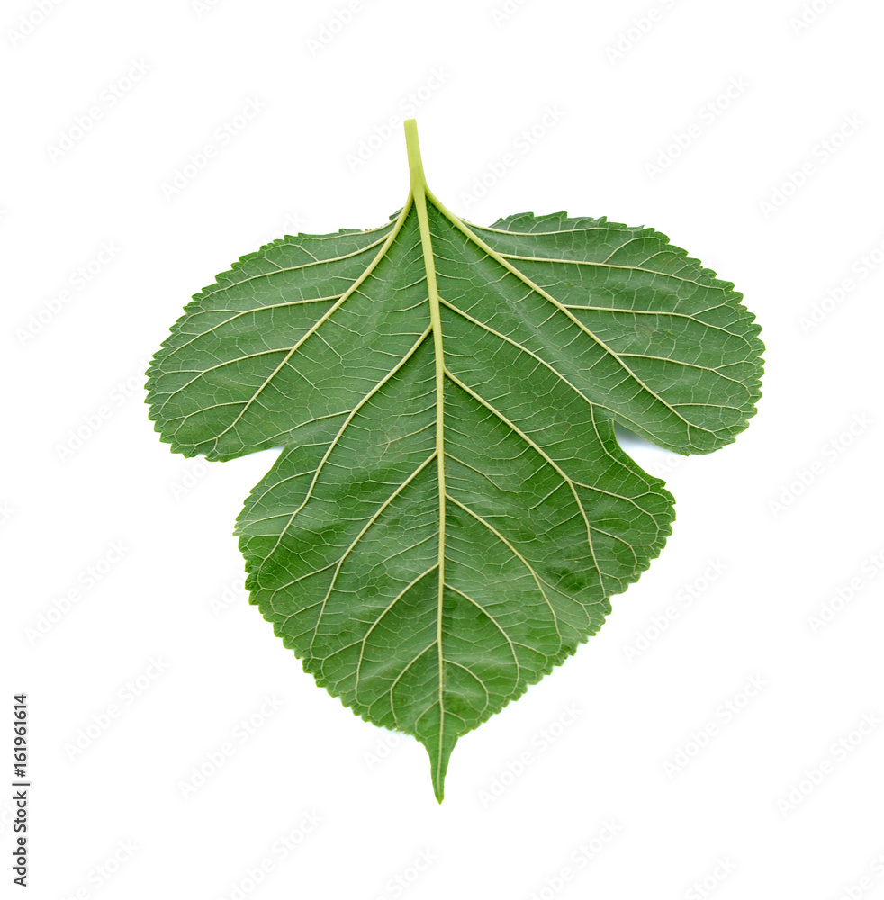 Fototapeta premium Mulberry leaves isolated on white background
