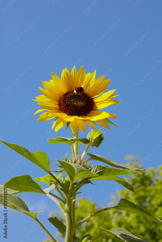 Gelbe Sonnenblume vor blauem Himmel ohne Wolken mit Hummel Gelbe Sonnenblume vor blauem Himmel ohne Wolken mit Hummel