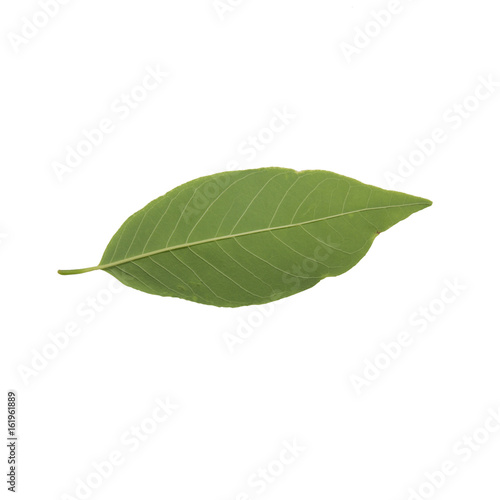 custard apple leaves  on a white background