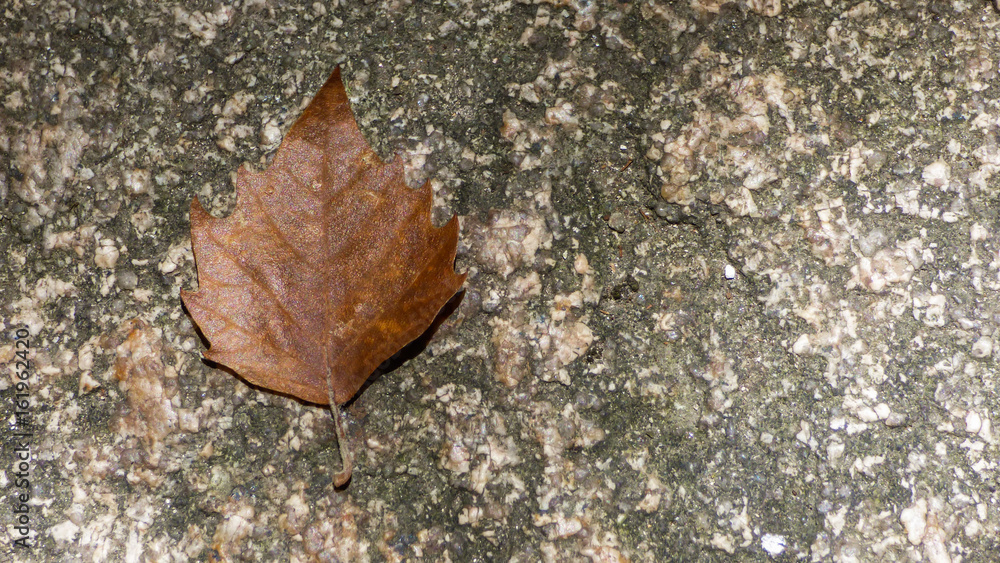 A single autumn leaf on a stone floor