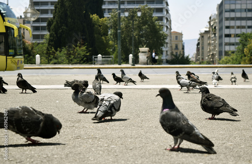 Athens Syntagma Central Square Pigeons