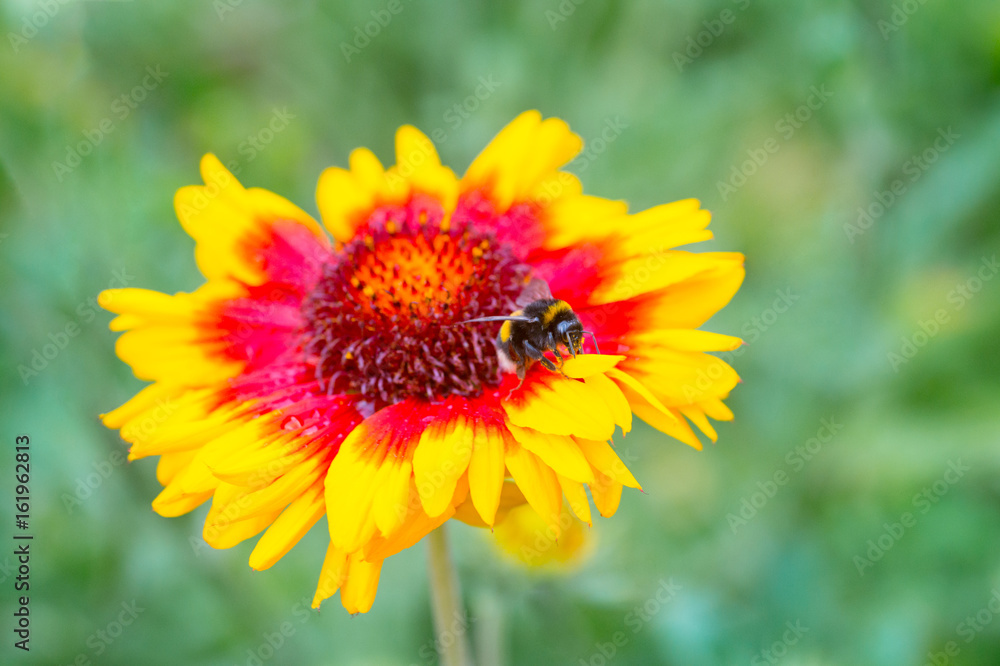 Insects Pollinating Flowers gaillardia aristata Insects Pollinating Flowers gaillardia aristata