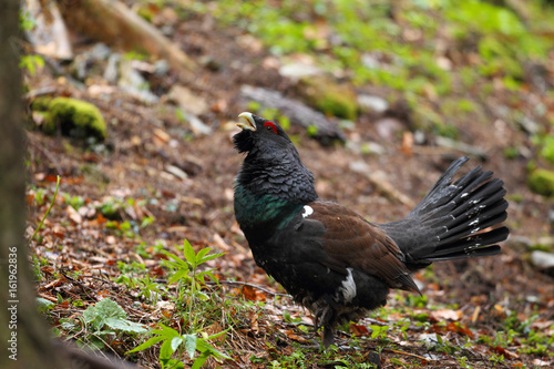 Capercaillie - male display