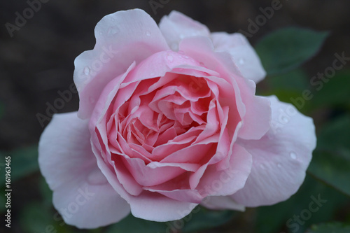 Rose with dew closeup