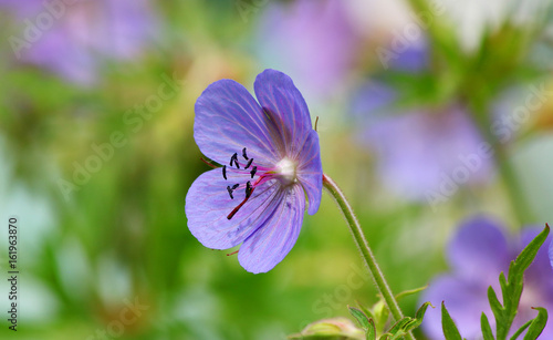Fototapeta Naklejka Na Ścianę i Meble -  Close view of a small violet flower of a geranium plant with a green background