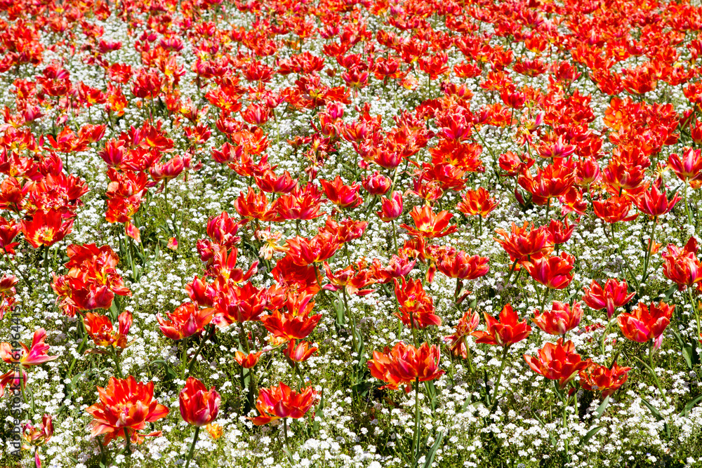 A mass of red and white spring flowers