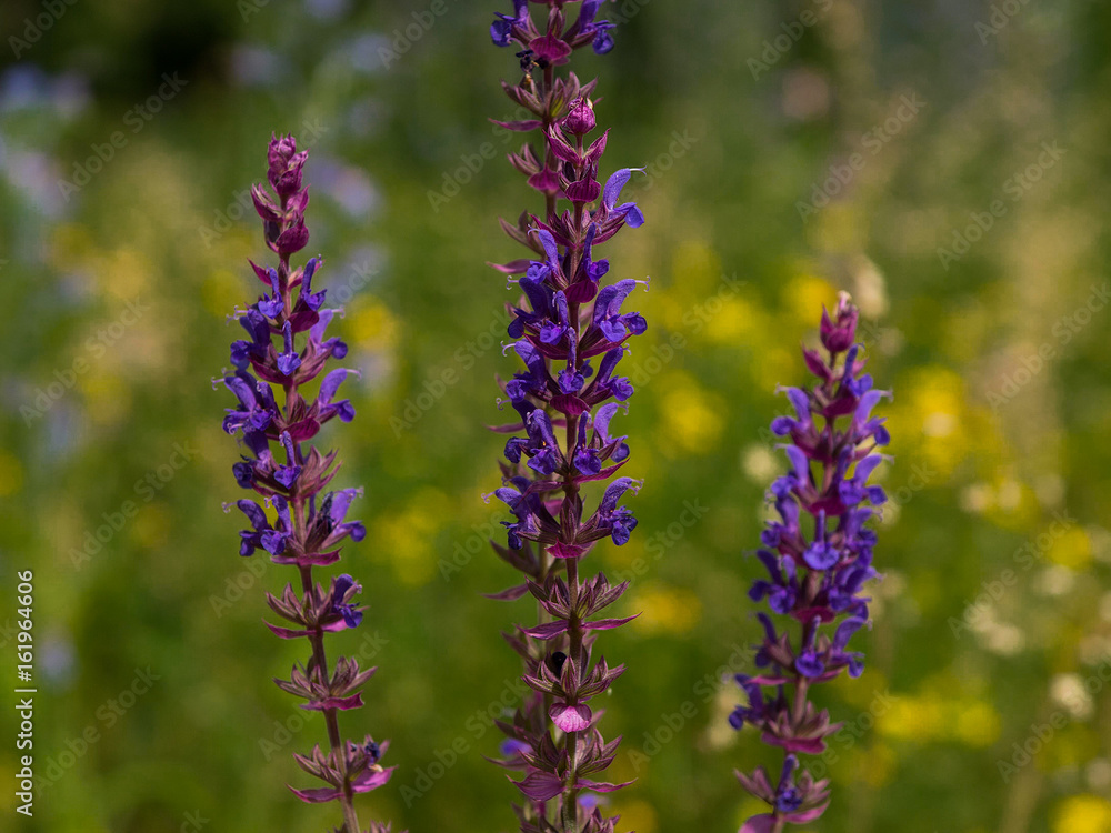 Naklejka premium Echter Salbei
