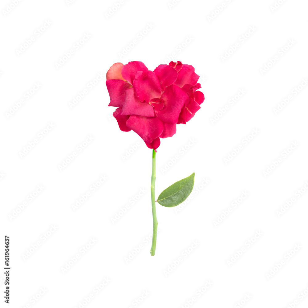 red or pink rose isolated on white background red or pink rose isolated on white background