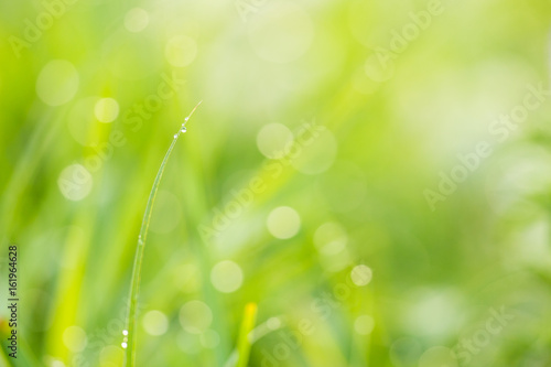 Grass and drops