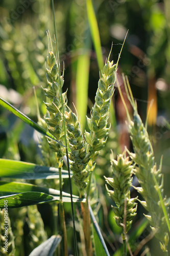 Gerste, Landwirtschaft photo