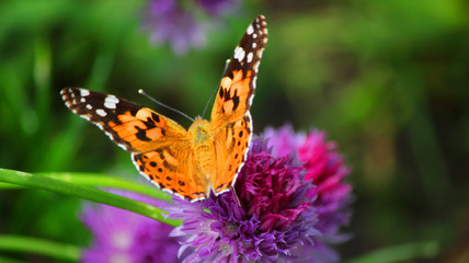 Poster Vlinder Painted lady vlinder op magenta bieslook  © Fedor Sidorov