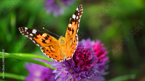 Close view of a painted lady butterfly flapping wings on a magenta chives flower © Fedor Sidorov
