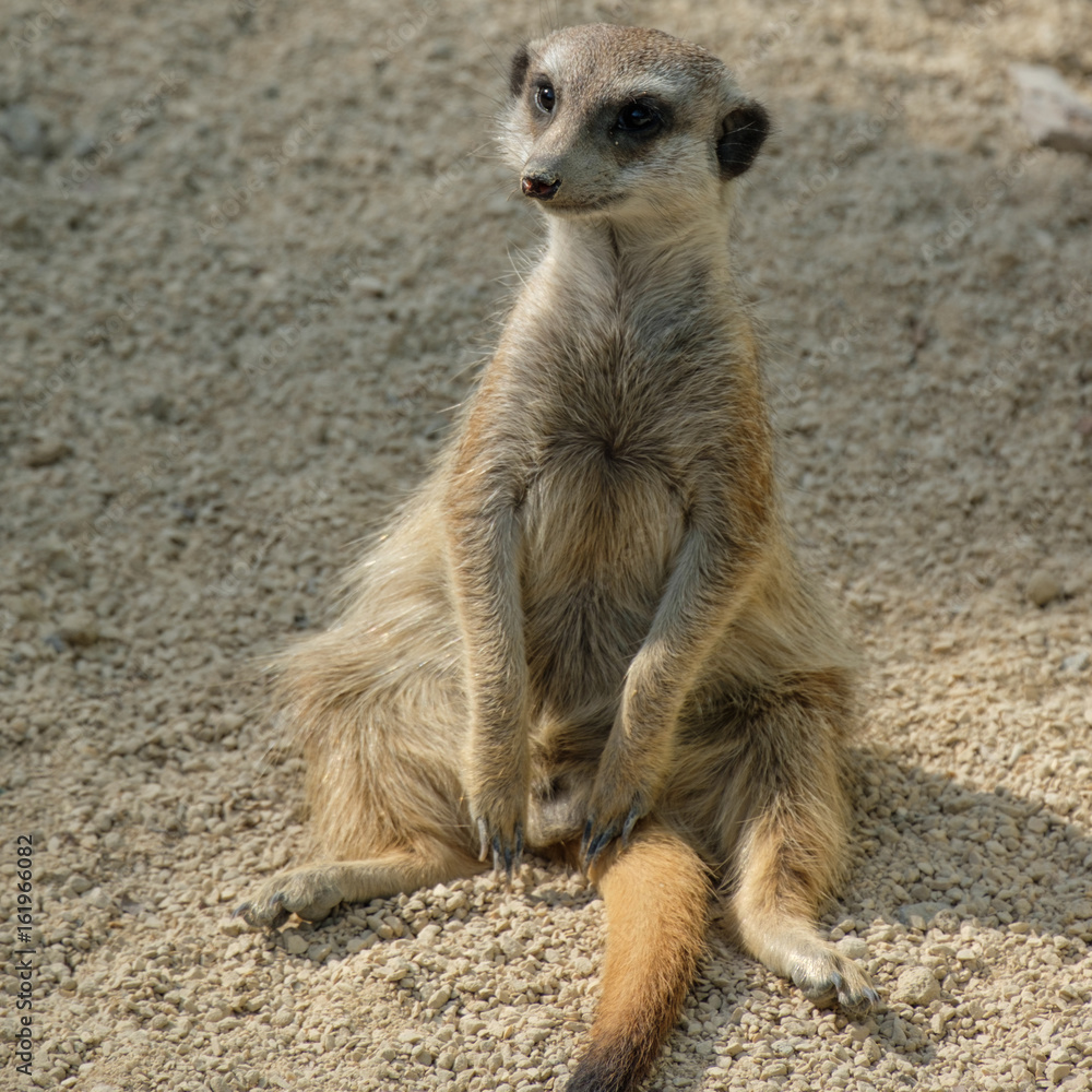 Fototapeta premium Erdmännchen (Suricata suricatta) beim sitzen