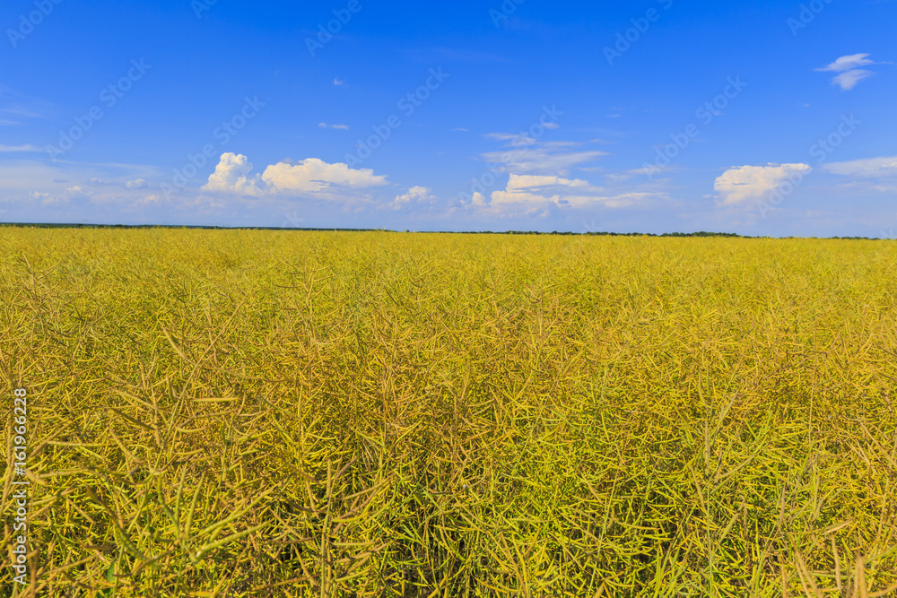 Rapeseed field before being harvested Rapeseed field before being harvested