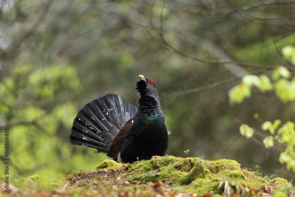 Capercaillie - male display Capercaillie - male display