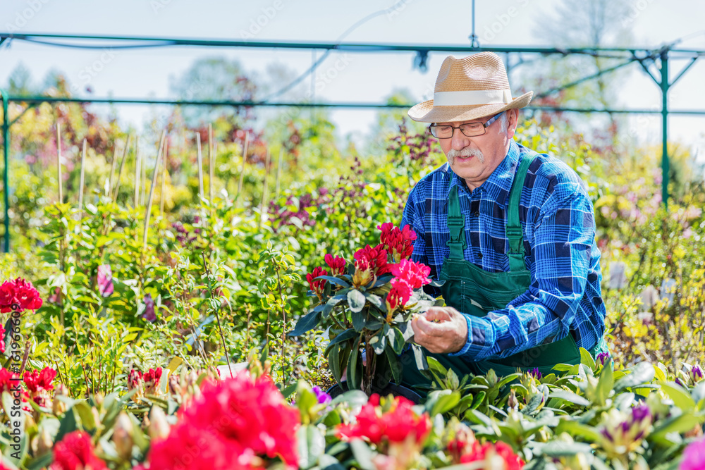 Senior gardener choosing a potted plant. Senior gardener choosing a potted plant.