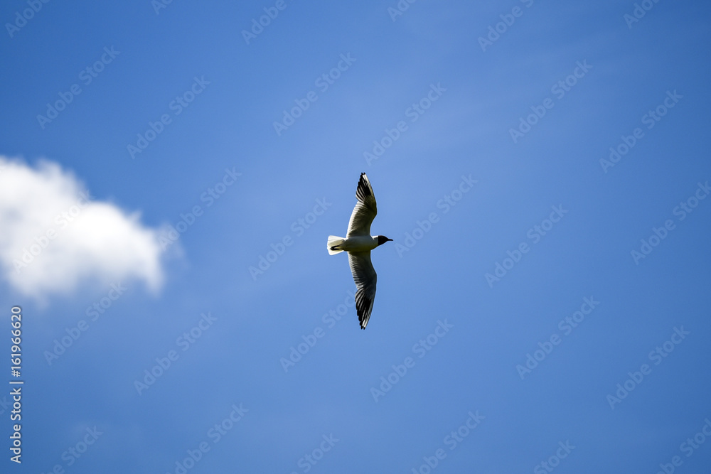 Seagull flying on a blue sky, summer time Seagull flying on a blue sky, summer time