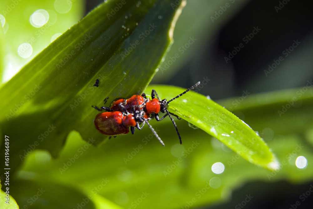 Two scarlet lilly beetle on a green leaf Two scarlet lilly beetle on a green leaf