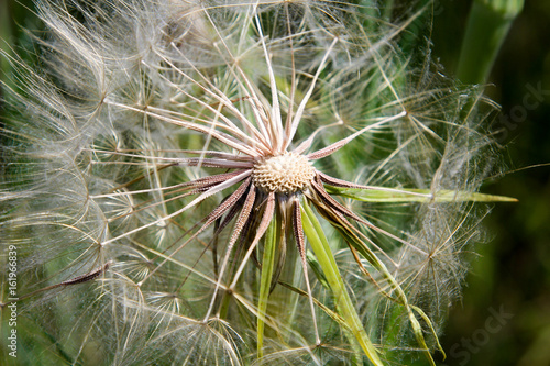 Wiesen-Bocksbart  Tragopogon pratensis 