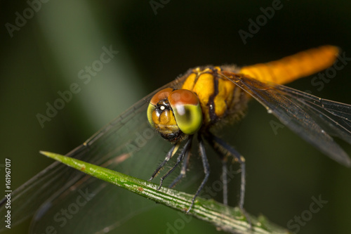 Dragonfly insect close up in the nature © teerawutbunsom