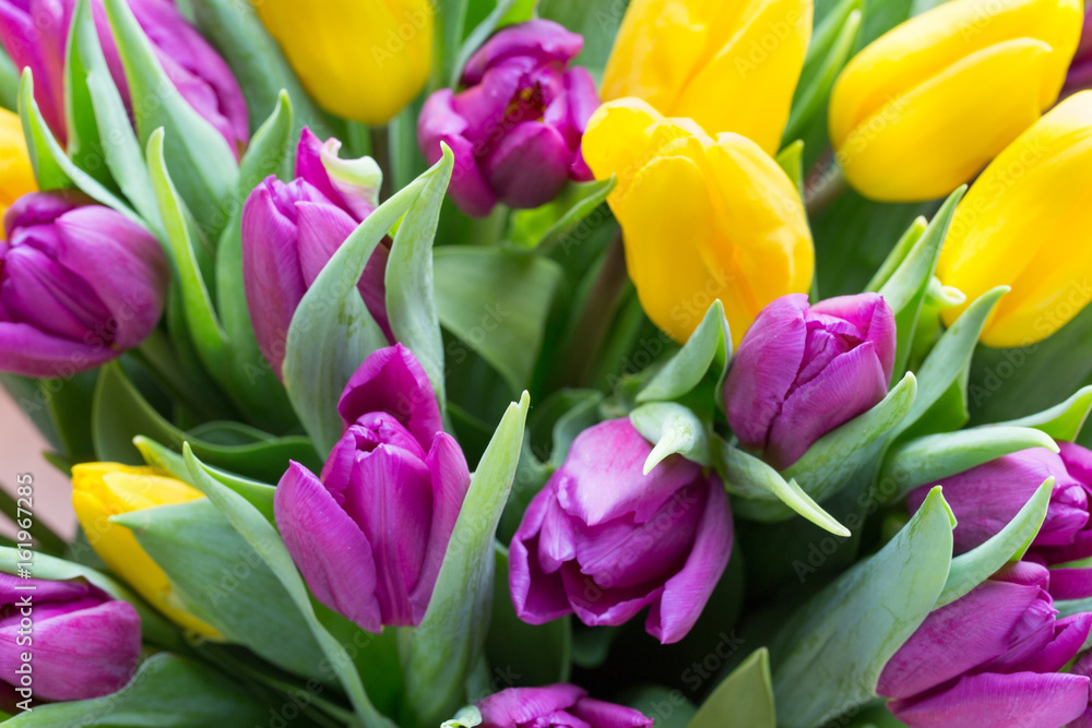 Fototapeta premium Purple and yellow tulip bouquet. More tulip on the grey background.