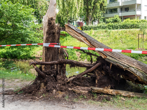 umgestürzter Baum