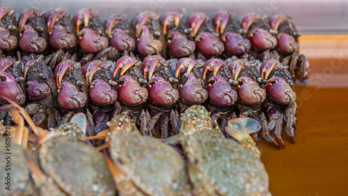 Salted crab at Thai street food market photo