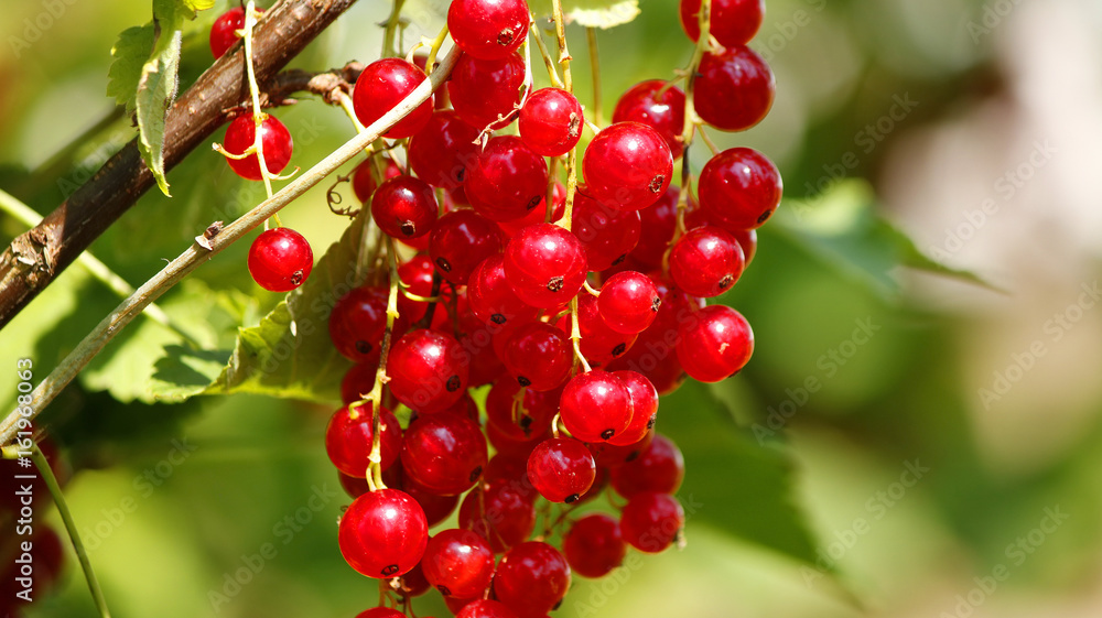 Close view of red currant berries on a bush Close view of red currant berries on a bush