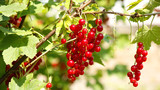 Bunches of ripe red currant berries on a branch